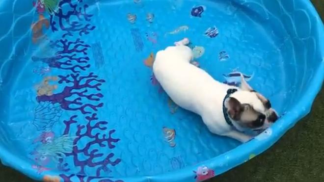 Este bulldog francés no necesita agua para nadar