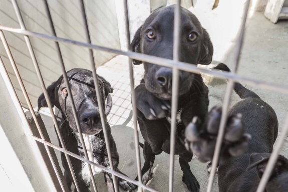 Los dos perros que fueron rescatados de la furgoneta. :: jorge rey