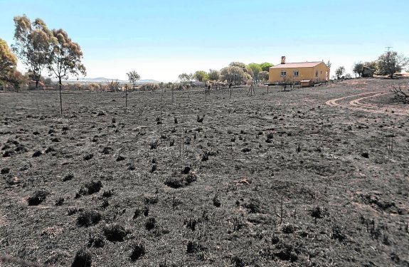 Una de las numerosas fincas afectadas por las llamas, que no llegaron a la casa. :: jorge rey