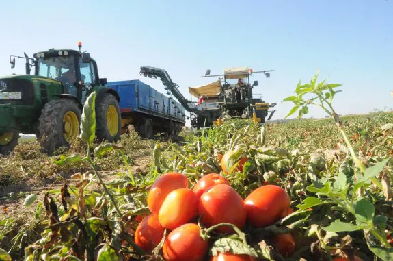 Cosechadora recogiendo el tomate en una parcela situada en el término municipal de Don Benito el lunes pasado, a primera hora de la mañana. :: brígido