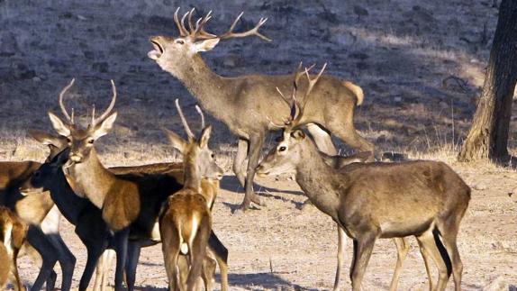 Berrea de ciervos en la reserva de caza del Cíjara.