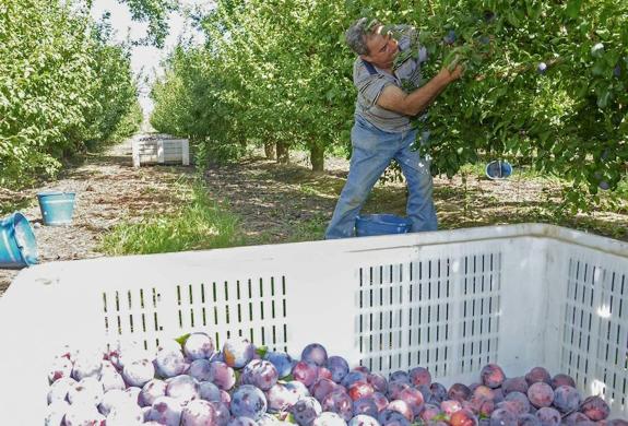 Extremadura manda los primeros  contenedores de fruta de hueso a China