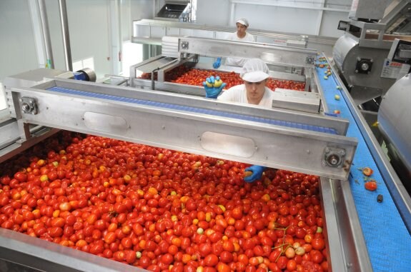 Tratamiento en la fábrica de tomates del Guadiana del producto cosechado a principios de mes. :: brígido