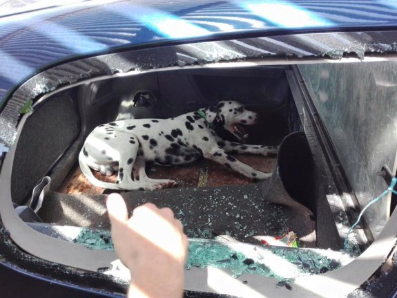 El perro estaba en el maletero y sufrió un golpe de calor. 