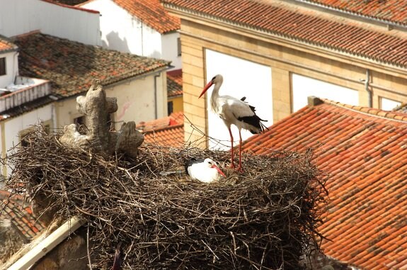 Un nido de cigüeñas en la parte antigua de Plasencia, donde es habitual ver a estas aves. :: david palma