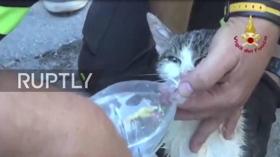 Hallan con vida a un gato que quedó atrapado bajo los escombros del terremoto de Italia