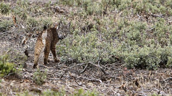 Luna, un ejemplar de lince soltado en Extremadura, empeñada en vivir en Castilla-La Mancha