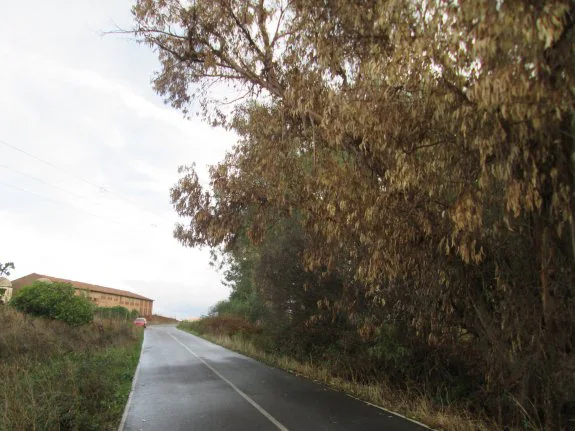 El eucalipto está inclinado hacia la carretera. :: i. m. r.