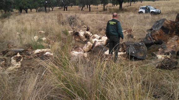 Detienen a un vecino de Aliseda por robar 11.400 kilos de corcho en varias fincas