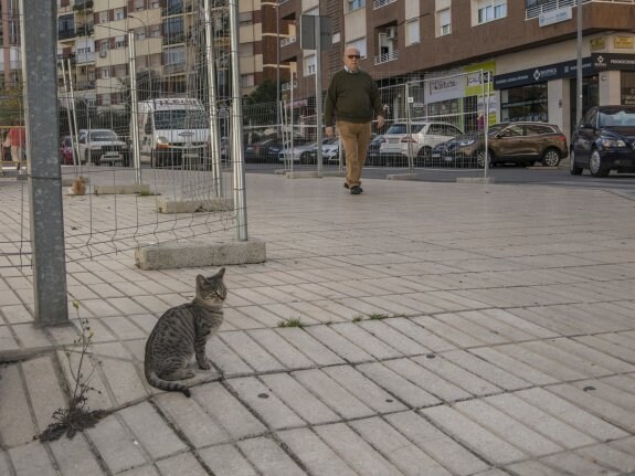 Un gato callejero junto a un edificio en obras de Valdepasillas. :: Pakopí