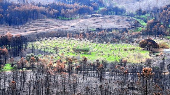 Isla verde en medio del paisaje quemado en Sierra de Gata en el verano del año pasado.