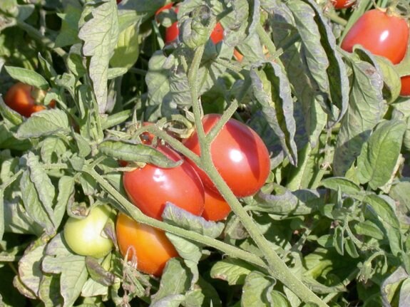 Una plantación extremeña de tomate. :: hoy