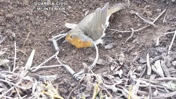 Descubren al furtivo que colocó cepos para cazar pájaros en Jaraíz de la Vera