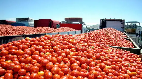 Agroexpo, que se celebrará  del 25 al 28 de enero, tendrá  al tomate como cultivo estrella