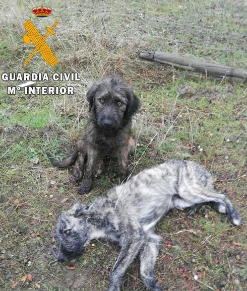 La Guardia Civil busca al dueño de dos perros abandonados y heridos