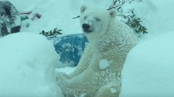 Emoción en la nieve