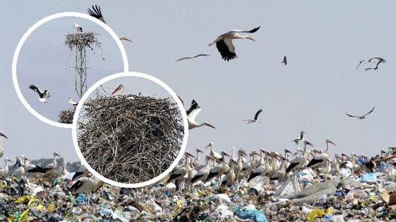 Vertederos, fuente inagotable de alimento y trampa mortal para las cigüeñas