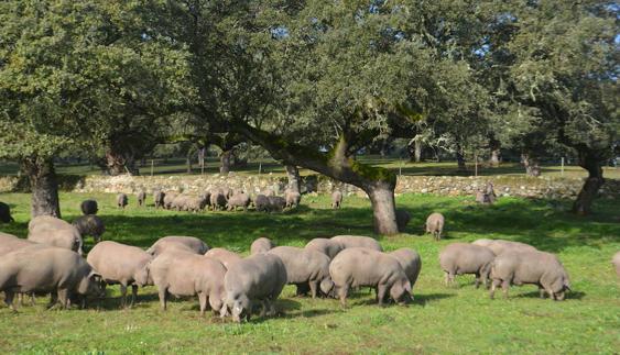 Cerdo ibérico en la dehesa extremeña