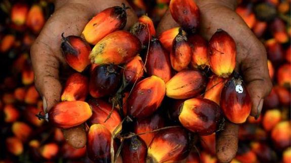 Semillas de aceite de palma