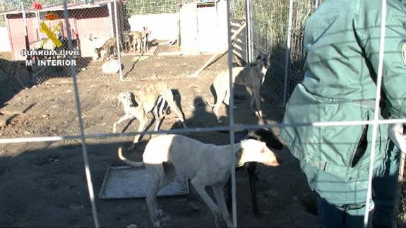 Tres detenidos de una organización dedicada al robo de perros de caza
