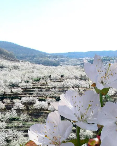 El Valle del Jerte ofrece información actualizada sobre floración de cerezos