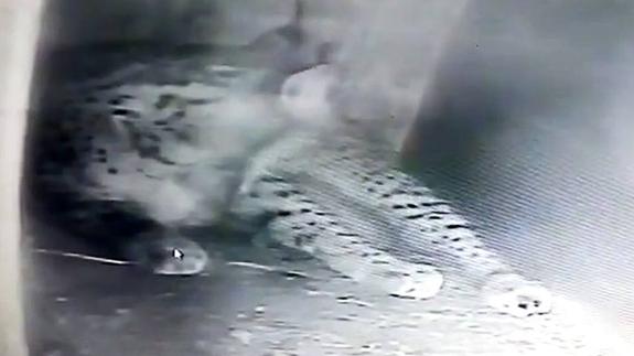 Haima cuida de sus cachorros.