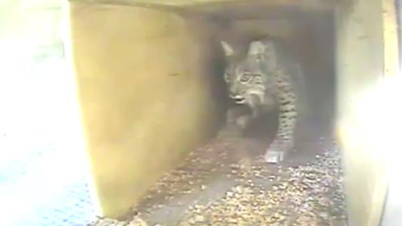 La familia del lince ibérico vuelve a crecer en Extremadura