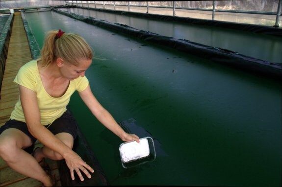 Ainhoa Zabala recogiendo el alga espirulina de una de las piscinas del invernadero. 