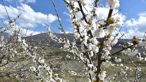 Cerezos en flor  en el Valle del Jerte:: HOY