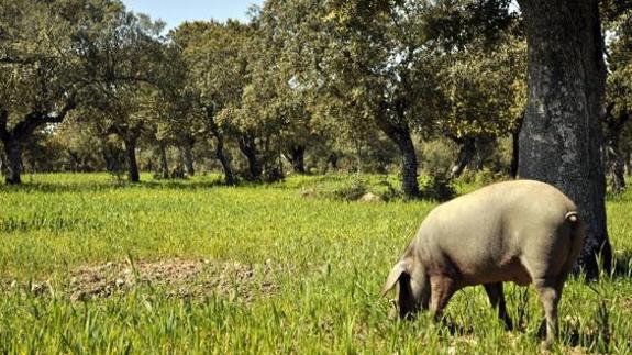 PSOE, PP y Podemos creen que el Gobierno debe pagar la sanción por los pastos