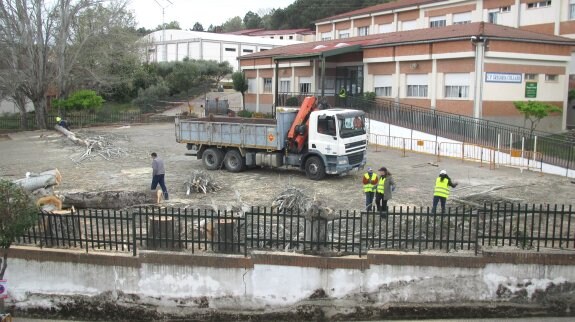 Tala de los chopos del colegio Gregoria Collado. :: p. d. cruz