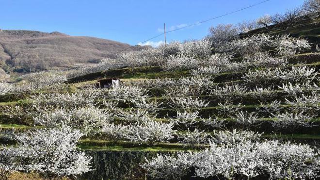 El cerezo en flor ya ofrece su espectáculo visual en el Jerte