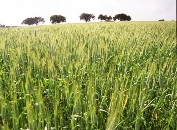 Campo de trigo en la región. :: hoy
