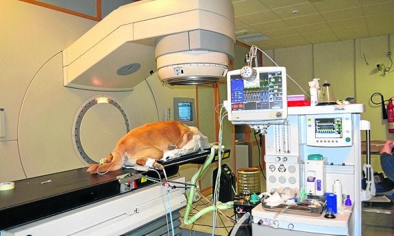 Laika, con Tono, su dueño, y en una sesión de radioterapia. :: R. C.