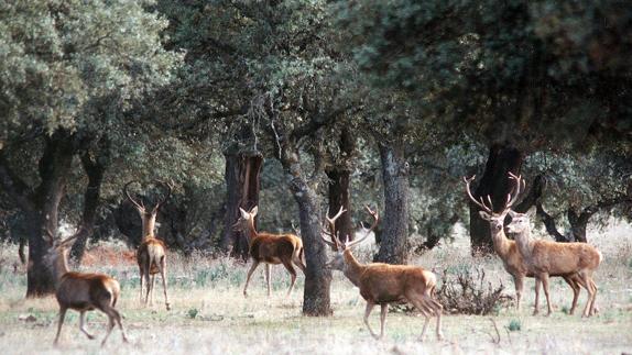 Ecologistas Extremadura afirma que las acciones de control cinegéticas dañan a Monfragüe