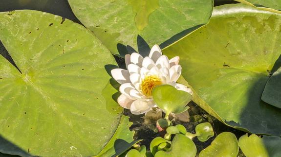 Nuevas técnicas en la lucha contra el nenúfar mexicano en Badajoz