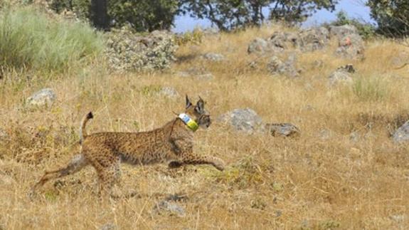 Sueltan en el Valle del Matachel el séptimo lince liberado este año en Extremadura