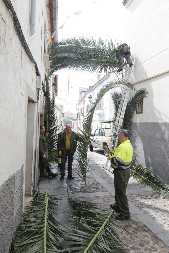 Jardineros municipales colocan un arco de palmas en Caleros. :: A. M.