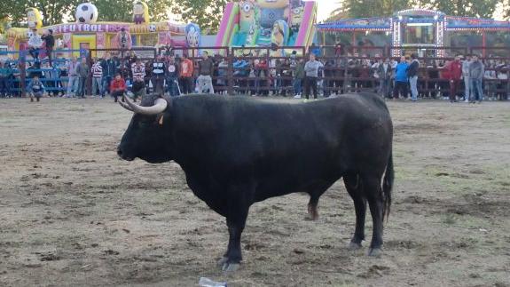 El toro lidiado en la tarde del sábado en Rincón del Obispo.