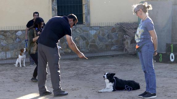 Consejos para educar a tu perro