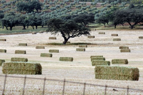 Pacas preparadas para su recogida en Nogales. :: brígido