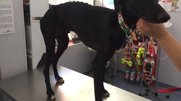 Este es uno de los 21 perros rescatados por la Guardia Civil. 