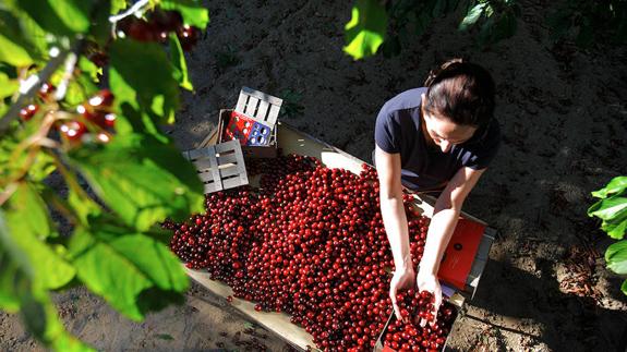 Recolección de cerezas en el Valle del Jerte:: HOY