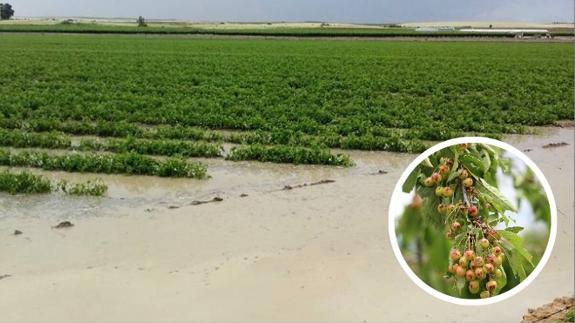 Explotación de tomate inundada en la comarca de Miajadas. / UPA-UCE - En detalle, cerezas dañadas en el Valle del Ambroz:: CARLOS GIL