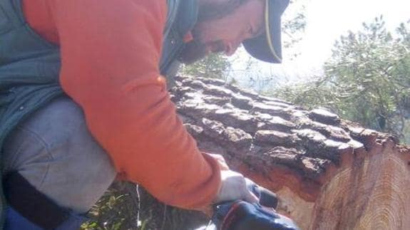 Agricultura declara erradicado el foco de nematodo del pino de Valverde  del Fresno