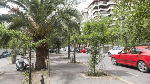 Para conseguir un doble carril más amplio se plantea quitar las acacias que hay junto a las palmeras. 