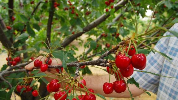 En marcha la Cerecera 2017