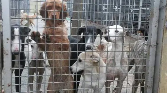 Imagen de la perrera de Olivenza, donde actualmente hay acogidos 104 perros. :: hoy