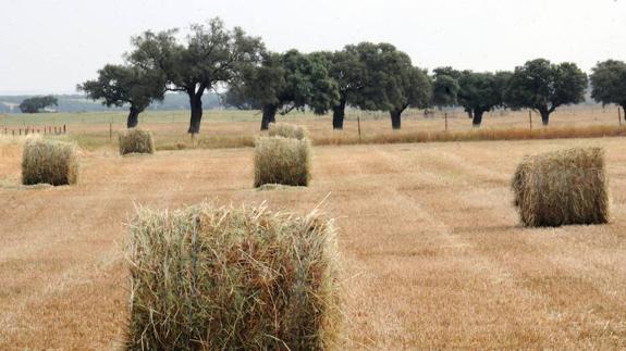 Pacas de cereal en un campo de La Morera, en la comarca de Zafra. :: 