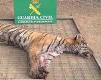 La Junta sancionará a los promotores de cacerías de animales exóticos